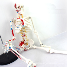 SKELETON04 (12364) Skeleton Modell der medizinischen Wissenschaft 85cm mit dem Muskel gemalt für medizinische Wissenschaft, bestes Geschenk für Orthopäde